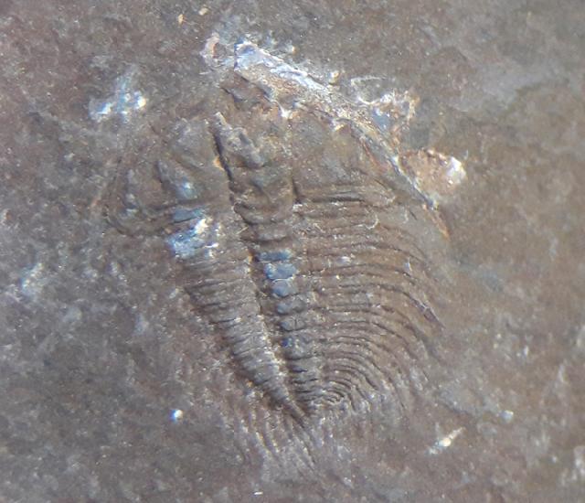 Changaspis elongata LEE in CHIEN 1961  - Bild © FossNet FossilienStore